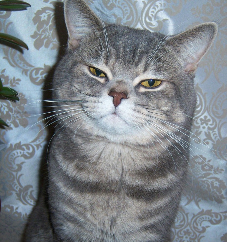 Остроухие котята