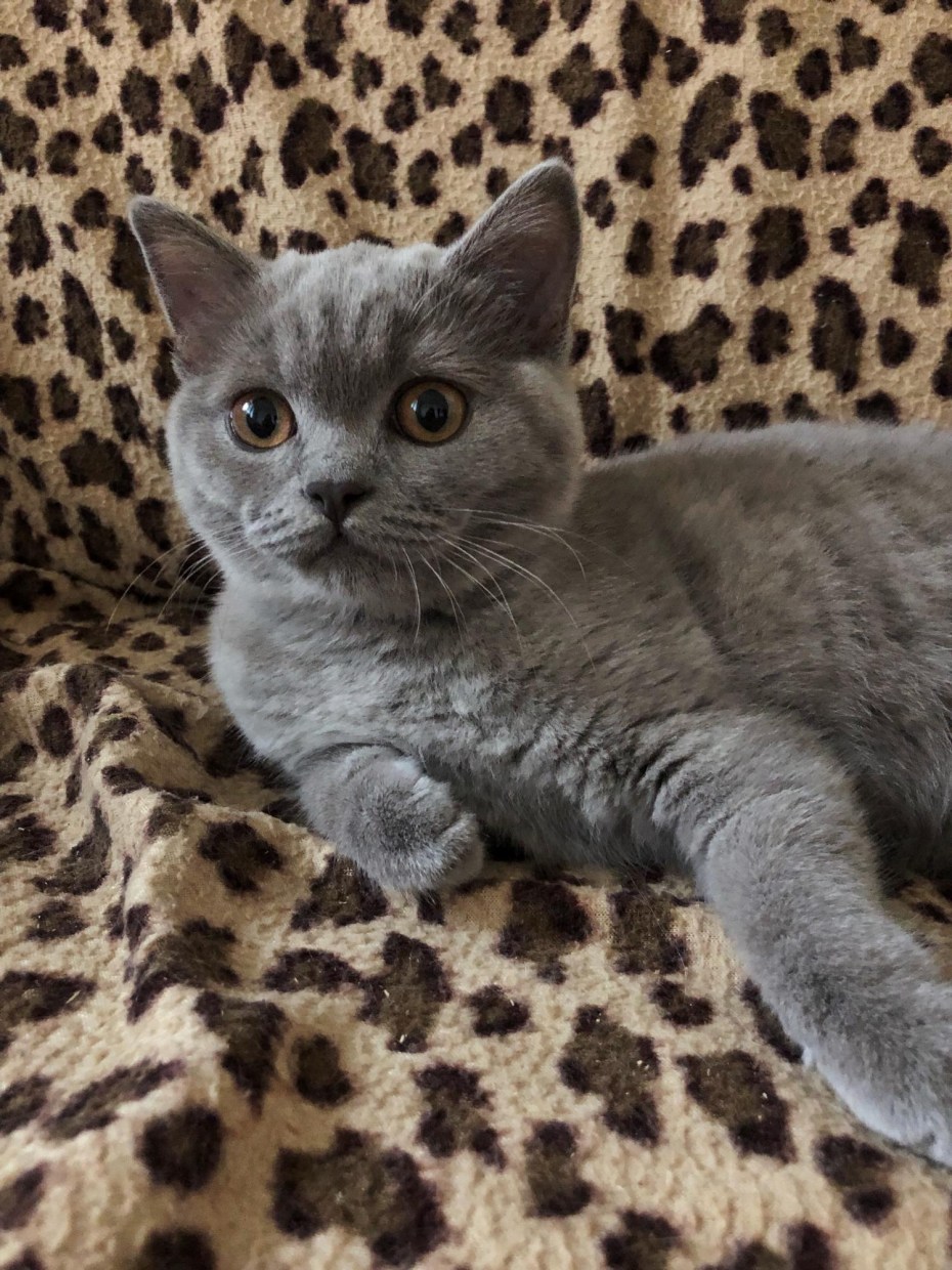 Шотландский скотиш стр