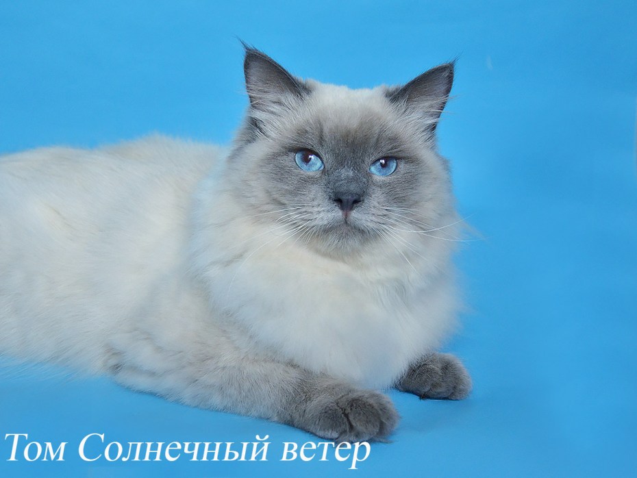 Невский маскарадный гладкошерстный