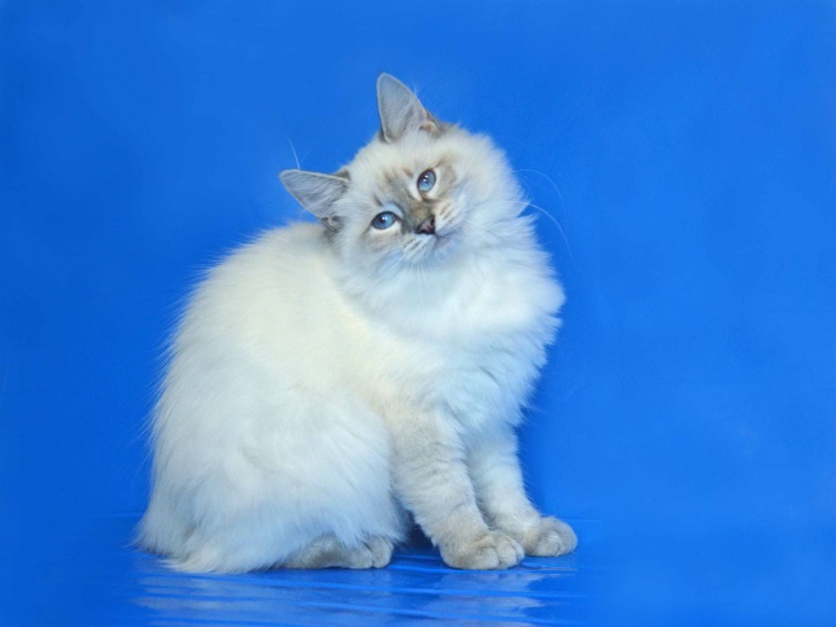 Сибирский Невский маскарадный кот