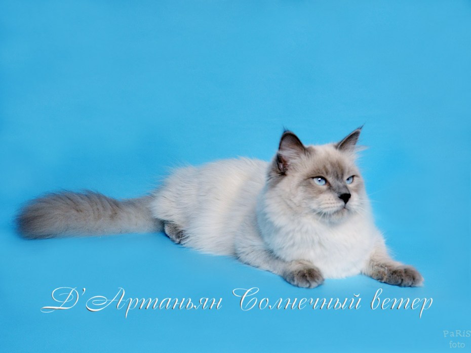 Невская маскарадная кошка альбинос