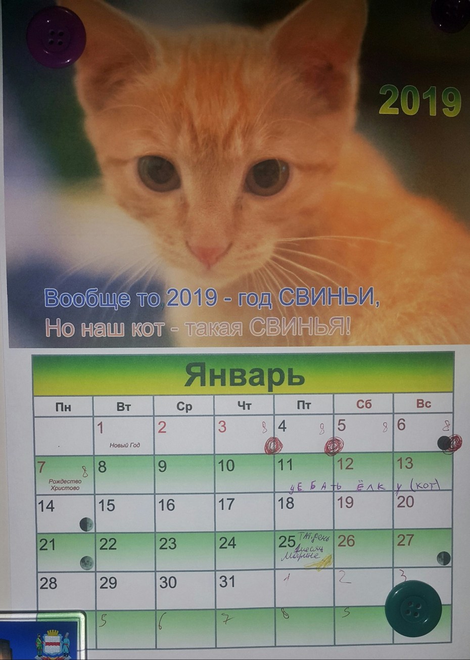 календарь кот