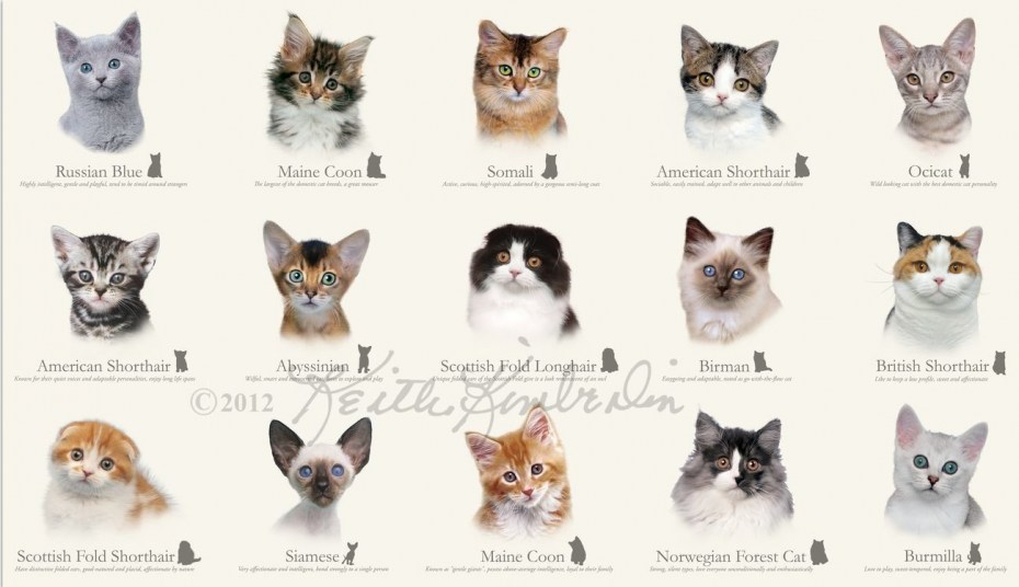 Глисты у кошек фото с названиями