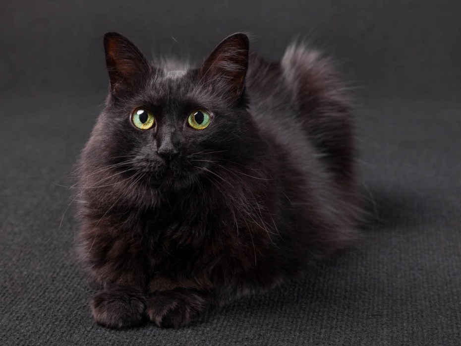 Kitten Black
