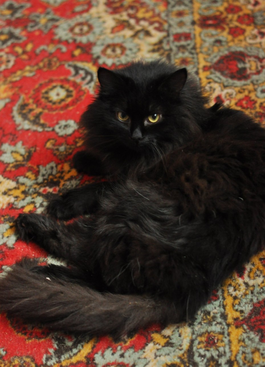 Котенок турецкой ангоры черного цвета