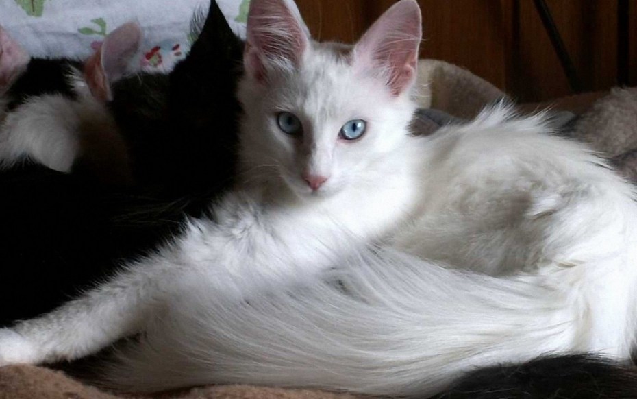 Ангорские котята черные