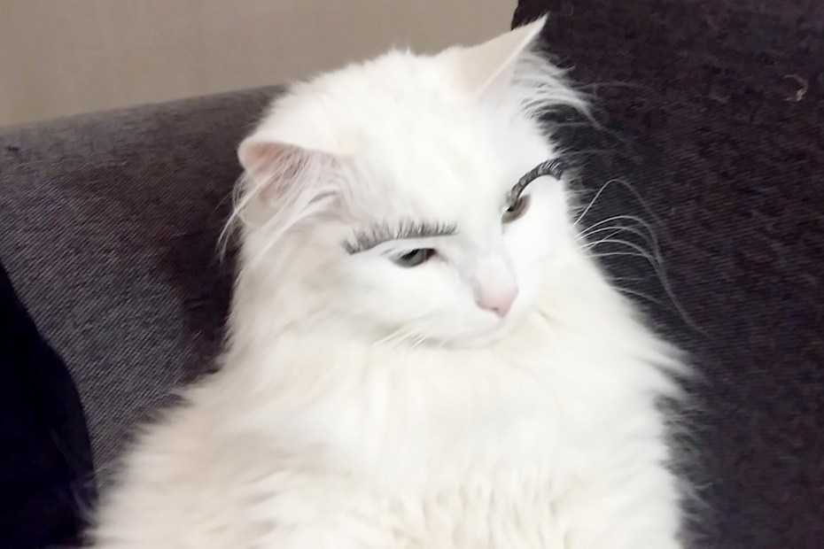 Турецкая ангора кошка