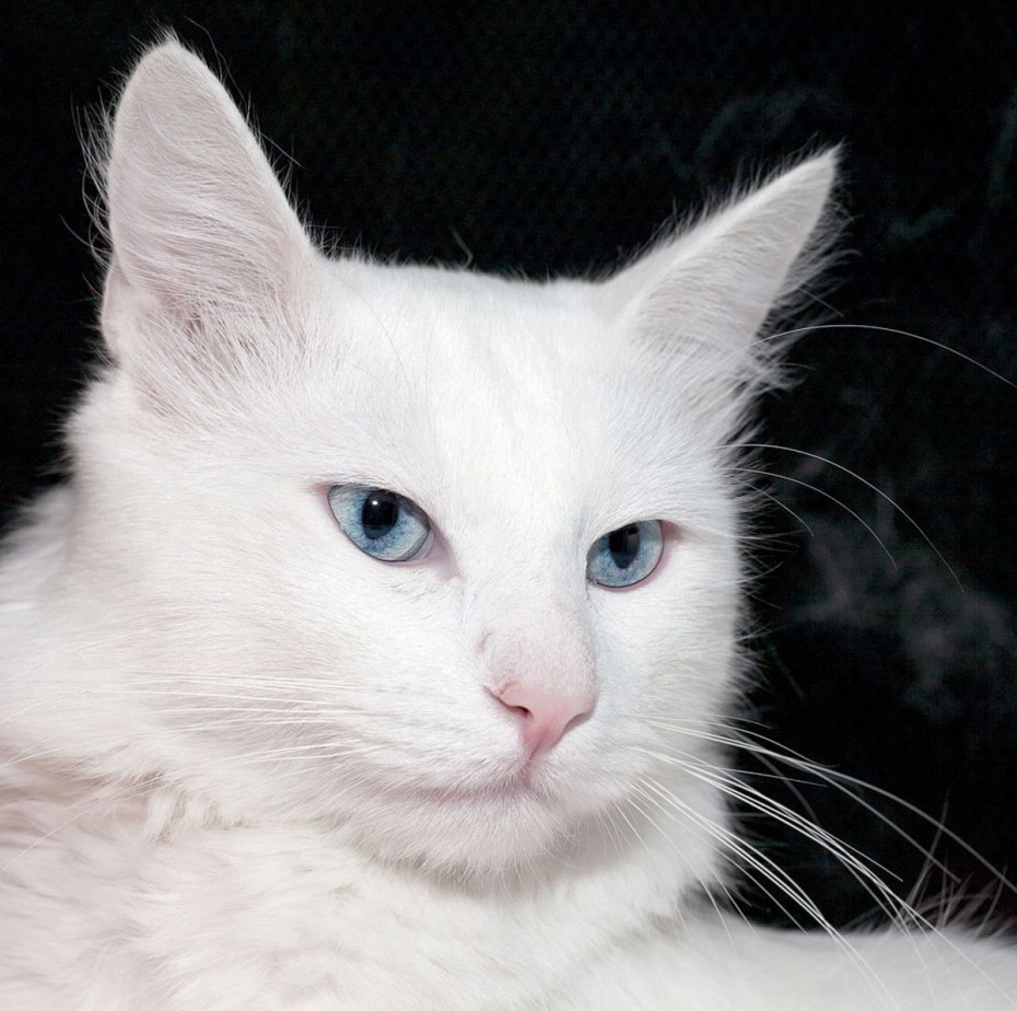 Королевский ангорский кот
