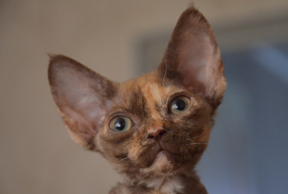 Двуликая кошка Венера
