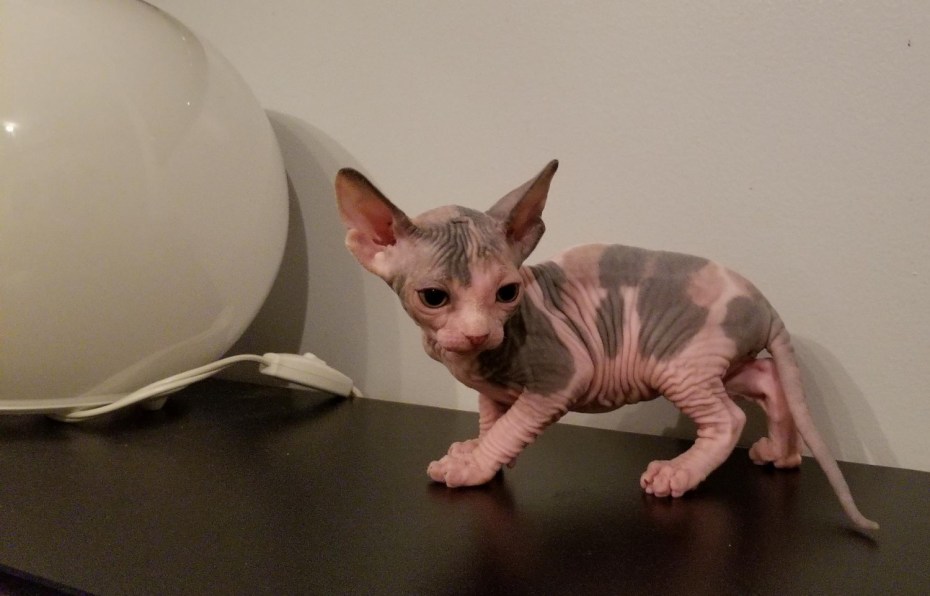 Корниш рекс кошка