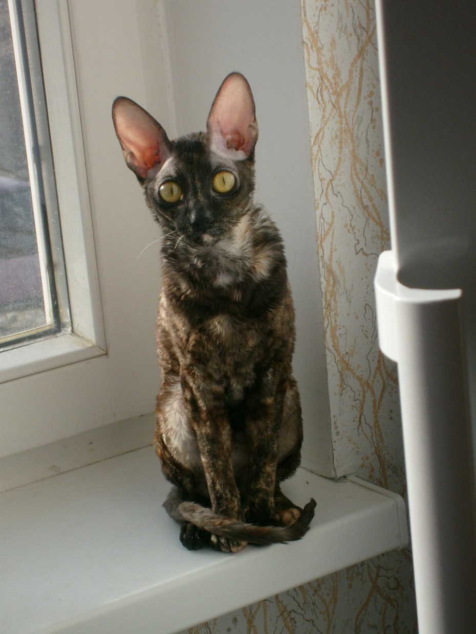 Чёрный сфинкс кошка