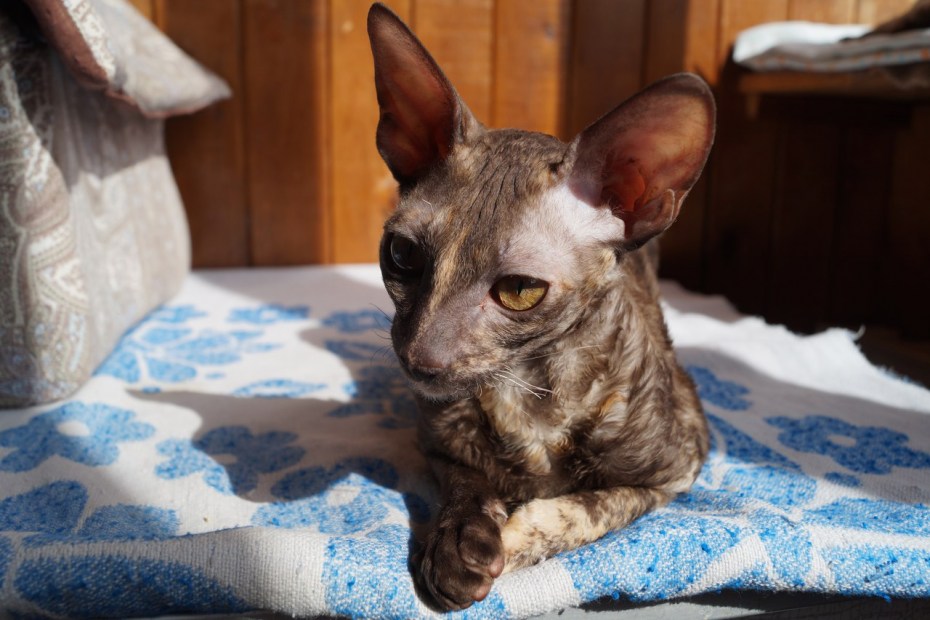 Полугодовалая кошка фото