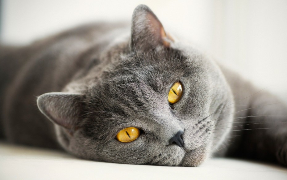 Кот британец серый
