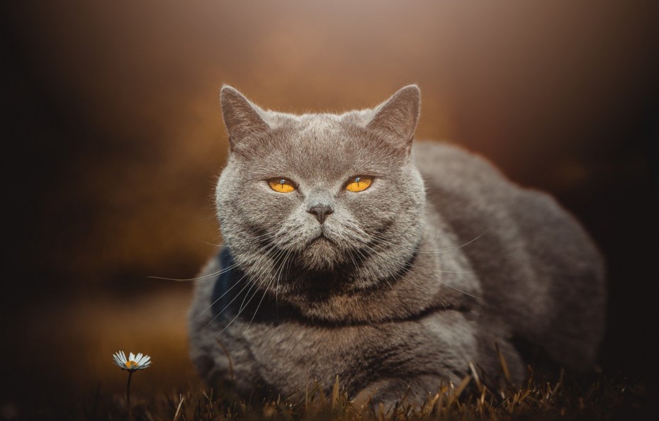 Британский кот Смоки