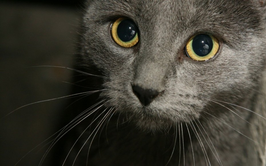 Шартрез кошка черная