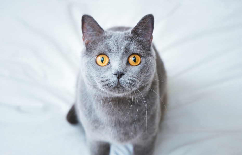 Кошка Британская гладкошёрстная серая
