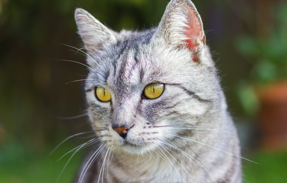Коты с желтыми глазами