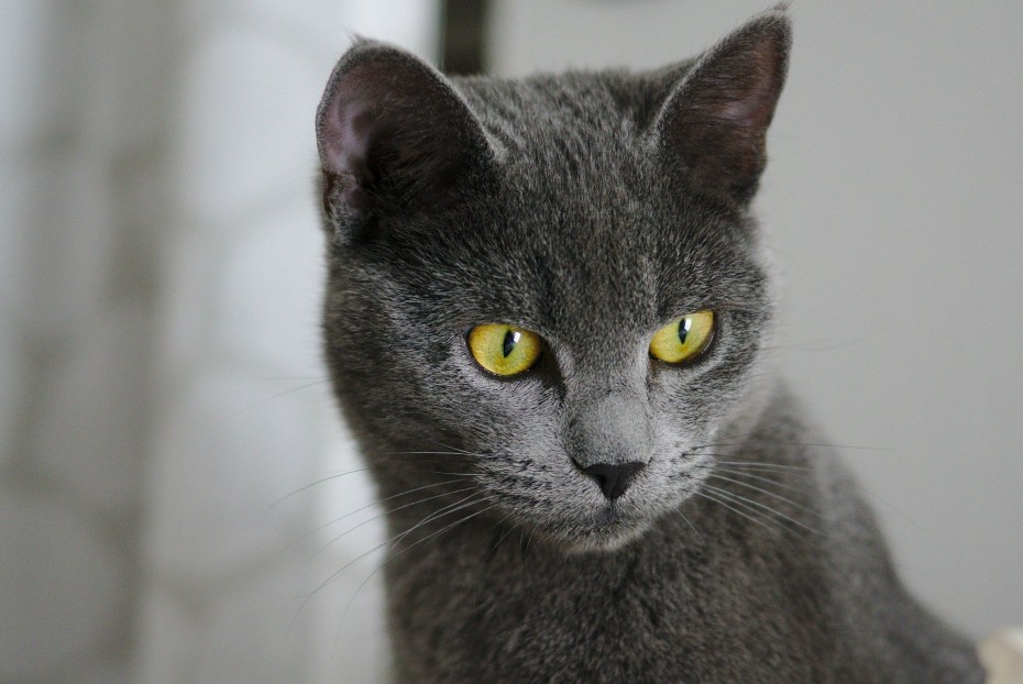 Кошка шартрез серая