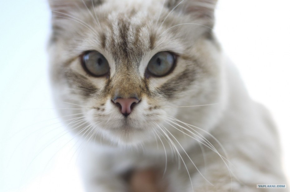 Косые котята