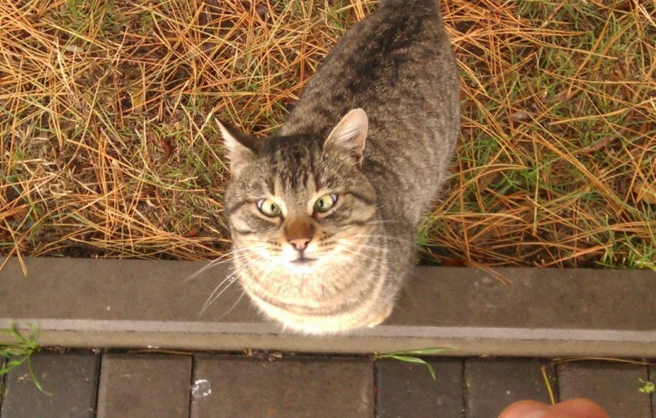 Кот Беларусь с косыми глазами