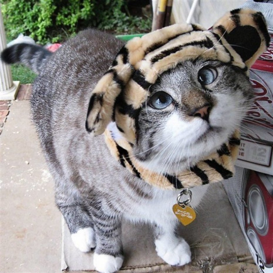 Косоглазый кот Спанглс