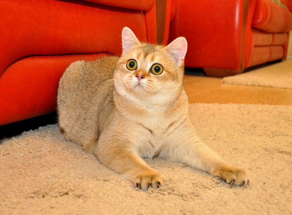 Авито котята