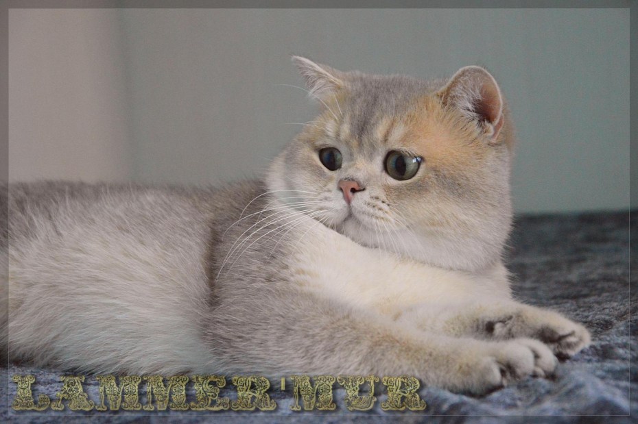 Шотландская короткошерстная Золотая шиншилла