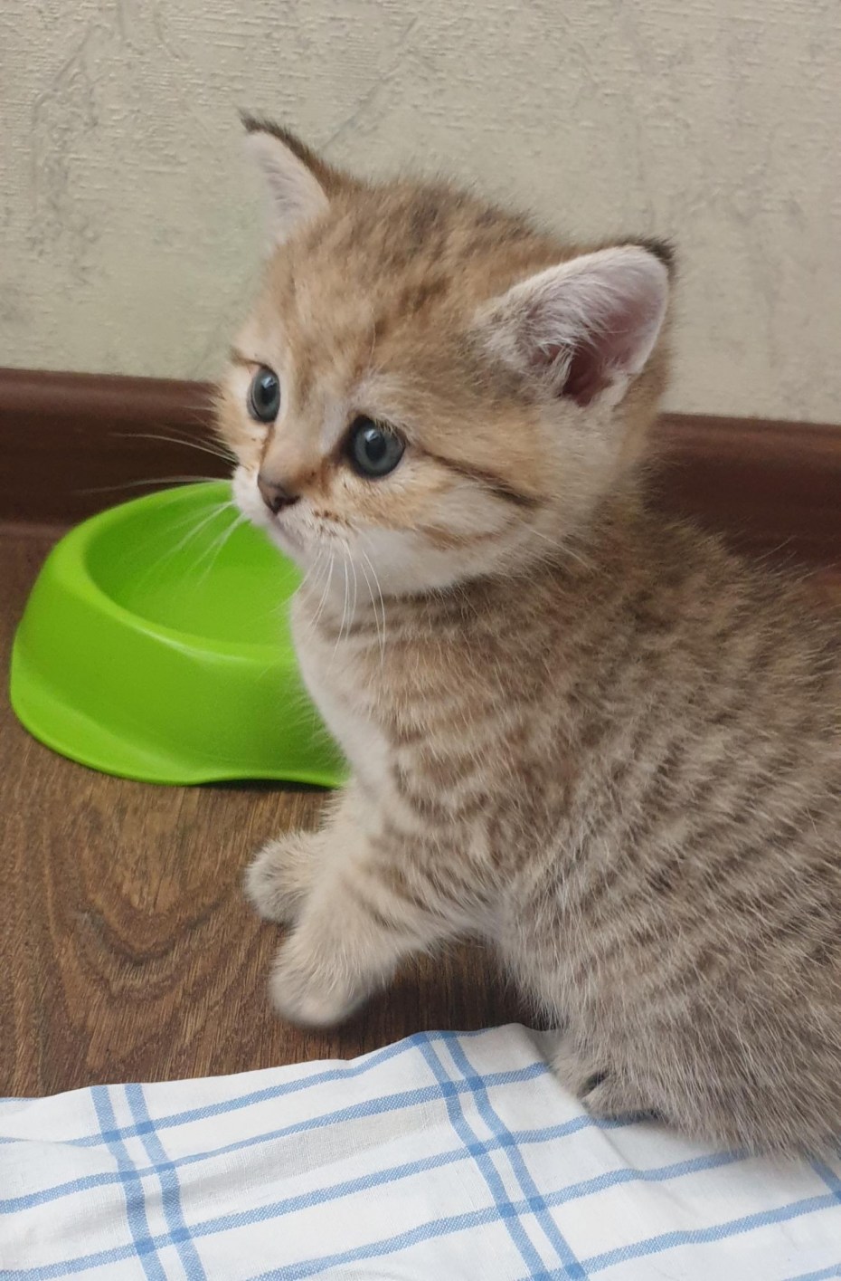 Скоттиш фолд Золотая шиншилла