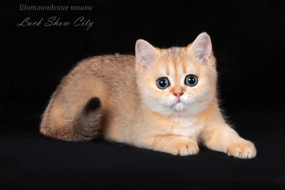 Котята золотой шиншиллы страйт и фолд