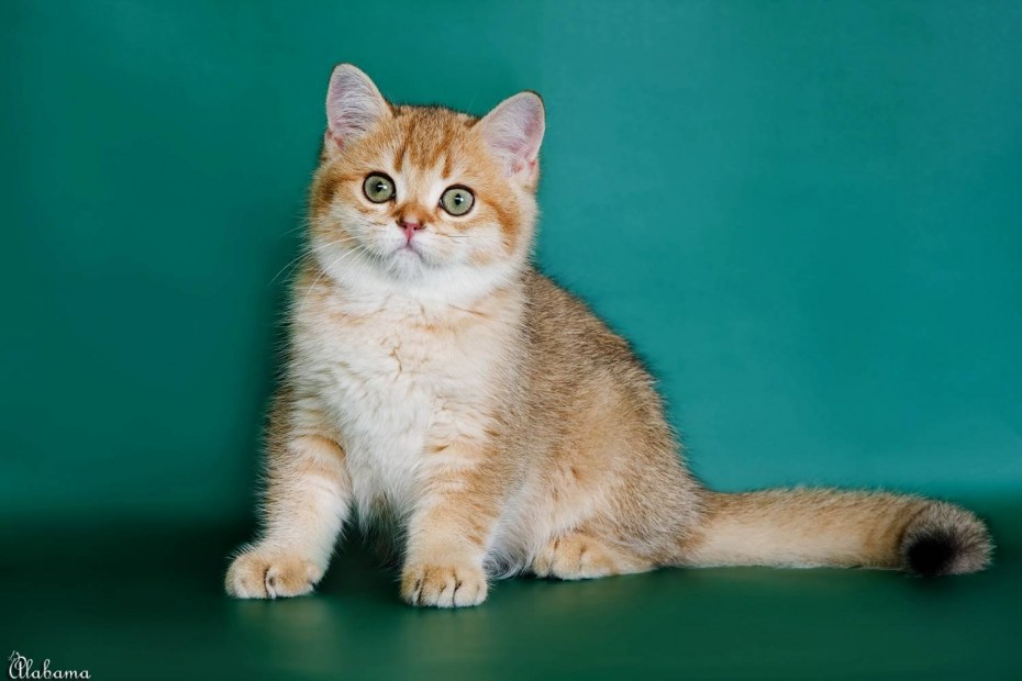 Скоттиш страйт золотистая шиншилла