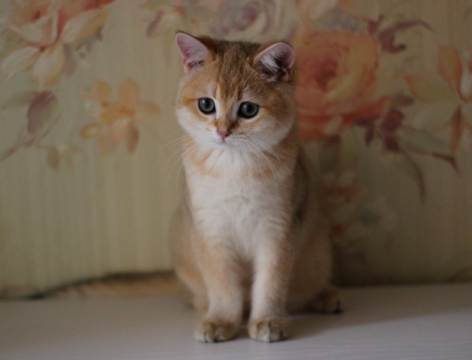 Шотландский страйт Золотая шиншилла