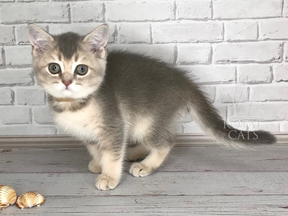 Шотландские котята прямоухие золотистые шиншиллы
