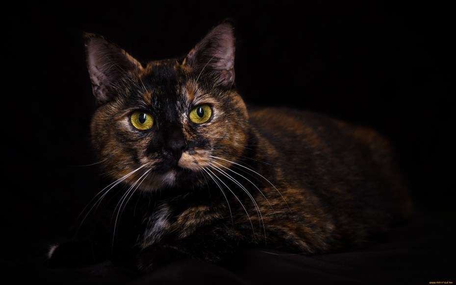 Tortoiseshell Cat порода