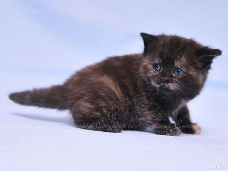 Tortoiseshell Cat черный