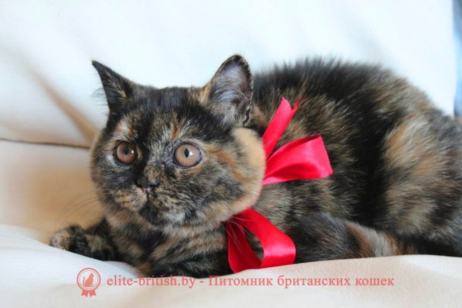 Скоттиш фолд черепаховый