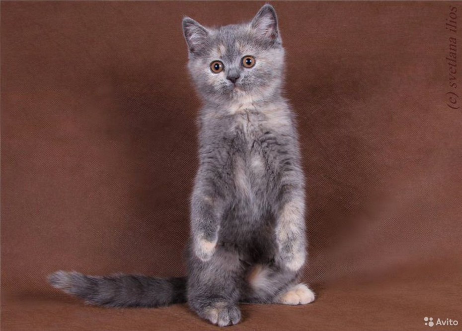 Кошачий окрас черепаха