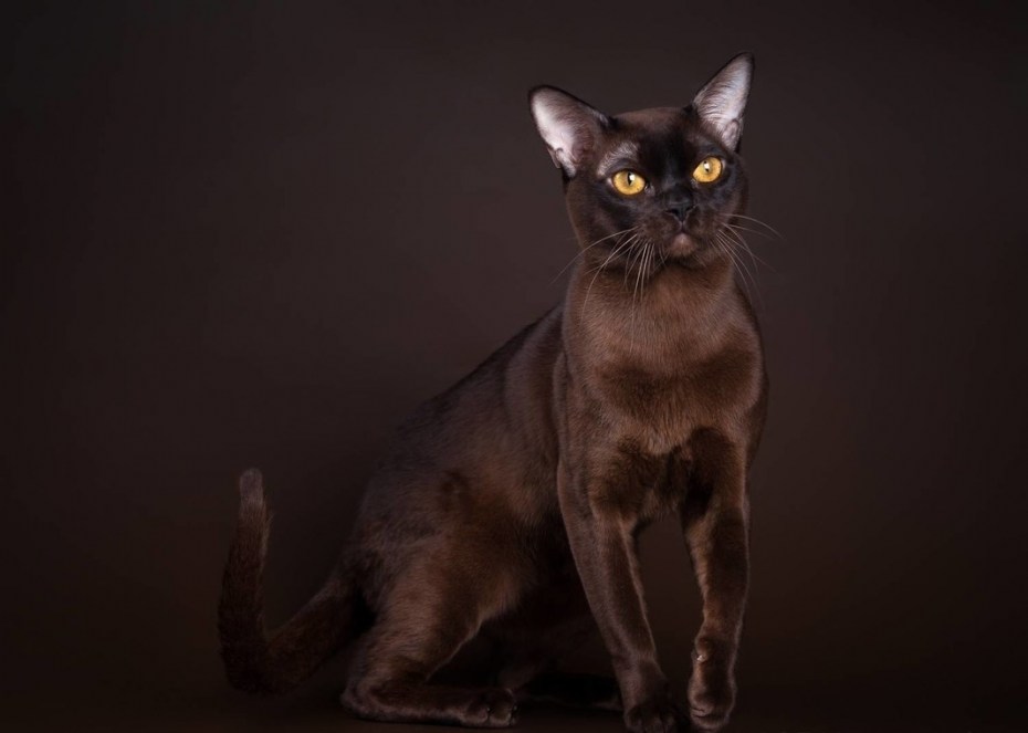 Бурманская кошка