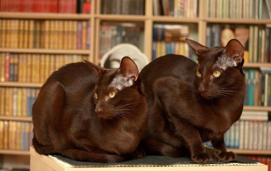 Бирманская кошка короткошерстная