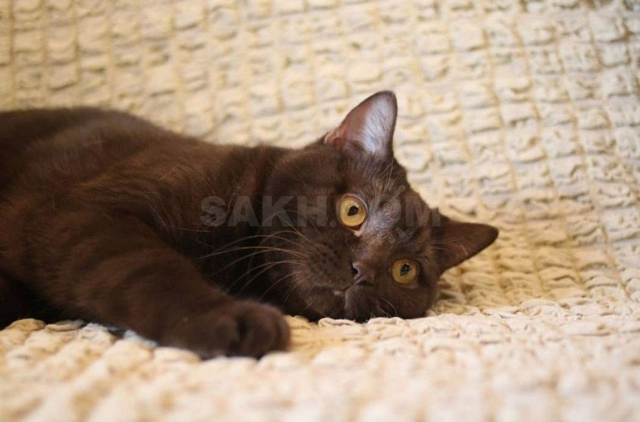 Британский Горький шоколад кот