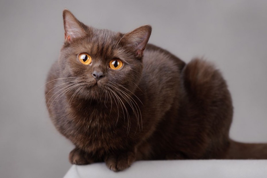 Коричневый британец котенок