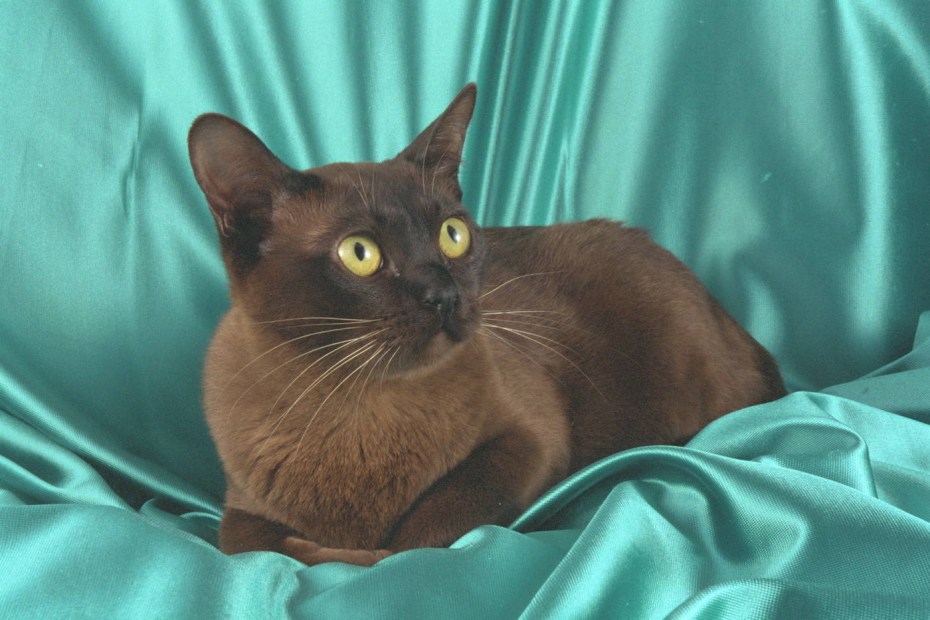 Crystal_Flames_cattery питомник коты