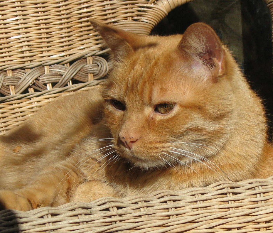 Американская короткошерстная кошка
