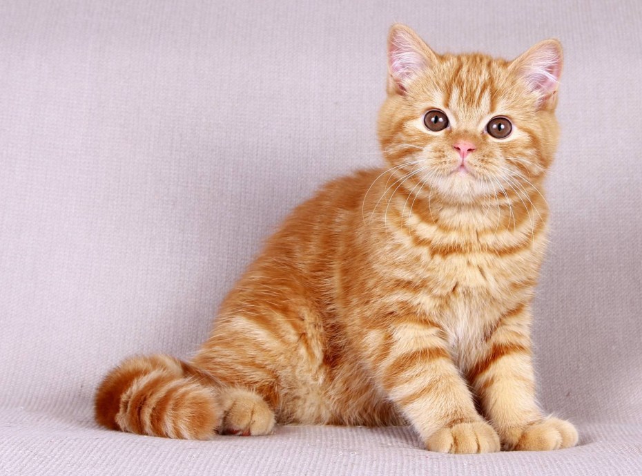 Tabby Cat порода