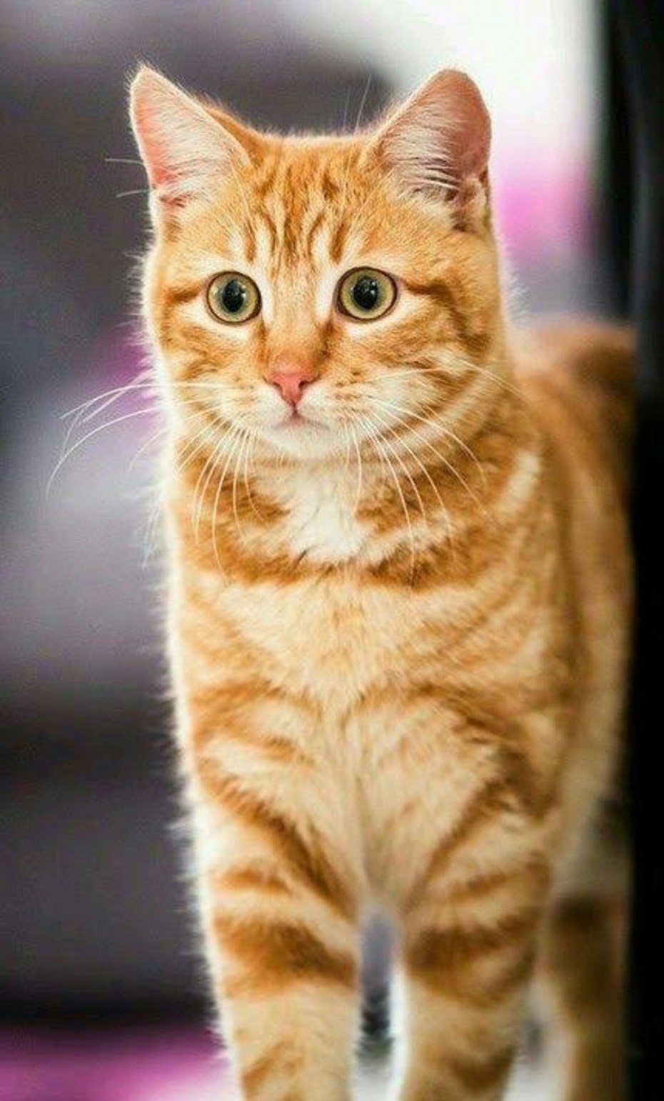 Рыжий кот