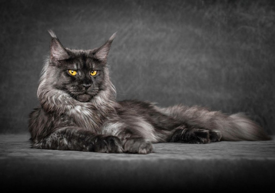 Кот Мейн кун
