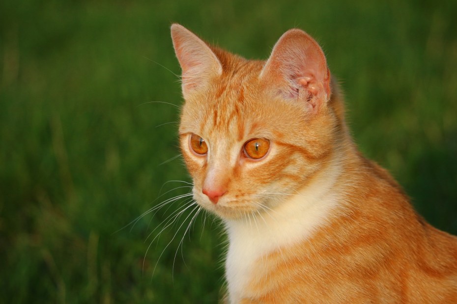Рыжий котенок табби