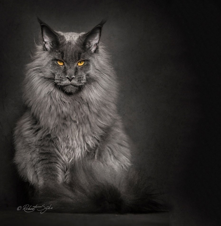 Кот Мейн кун