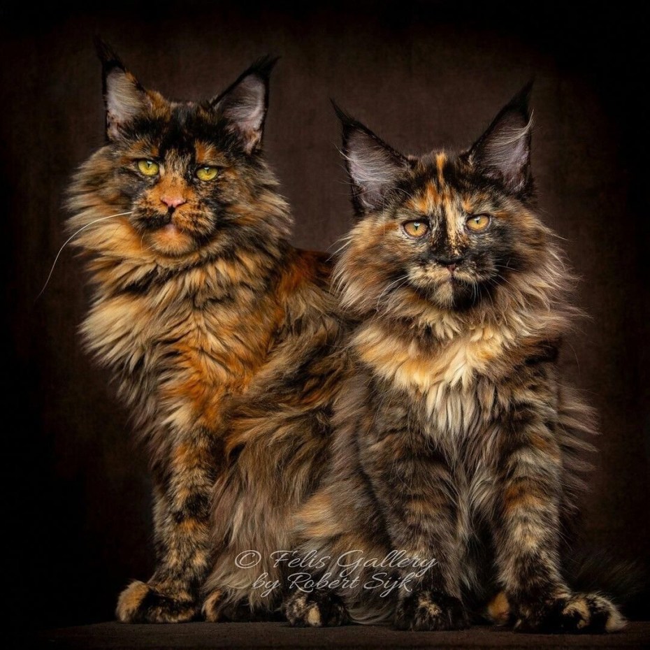 Кошка Мейн кун