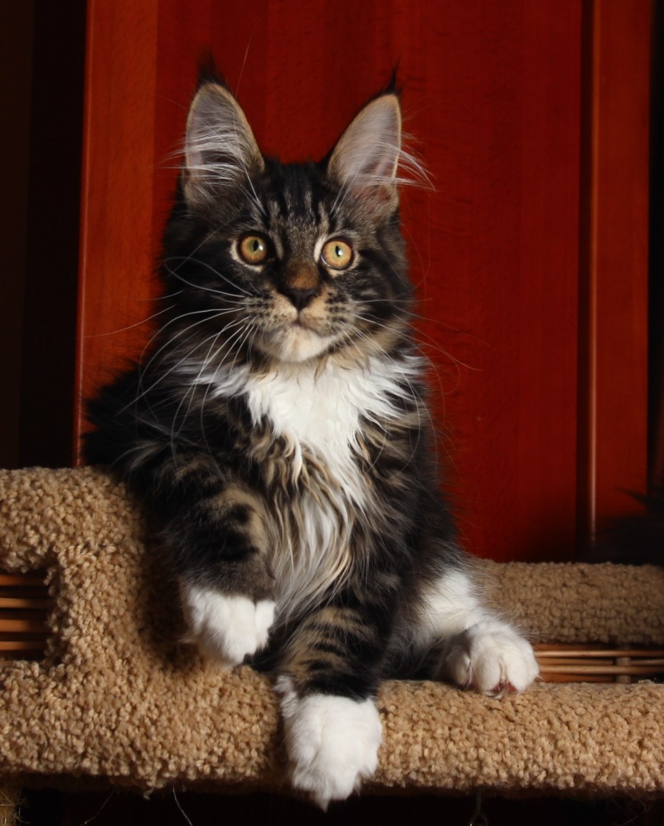 Коты Мейн куны котята