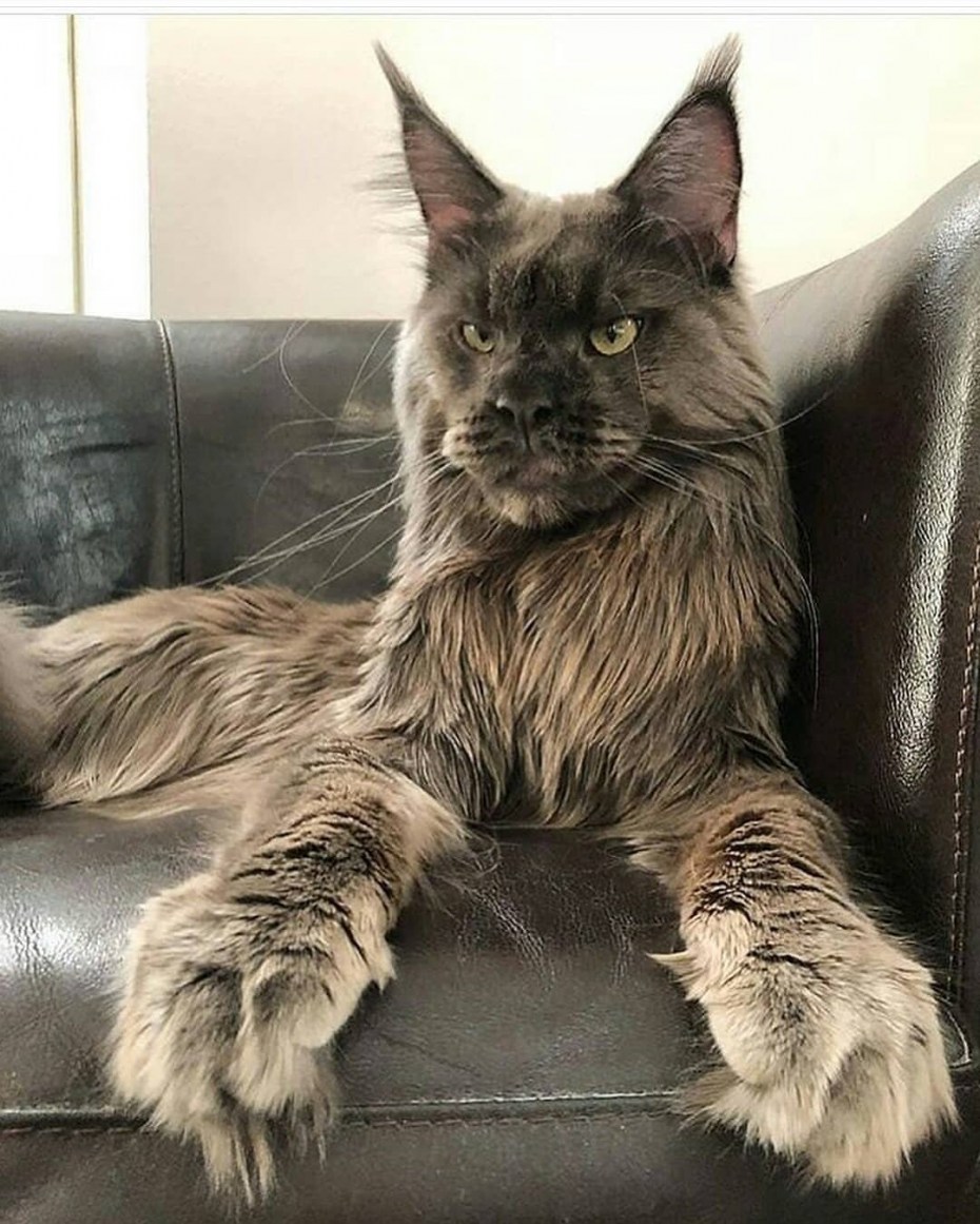 Рыжий кот Мейн кун